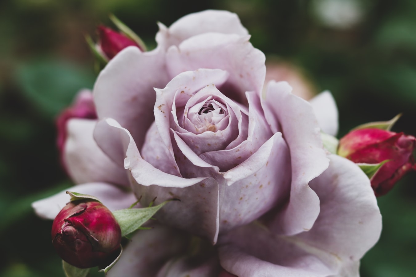 LA VIE EN ROSE